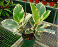 Tineke Rubber Ficus